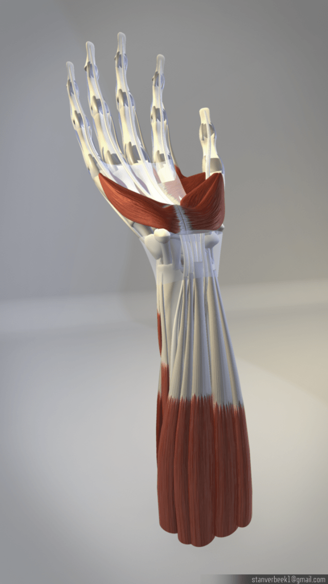 StanVerbeek_Anatomy1