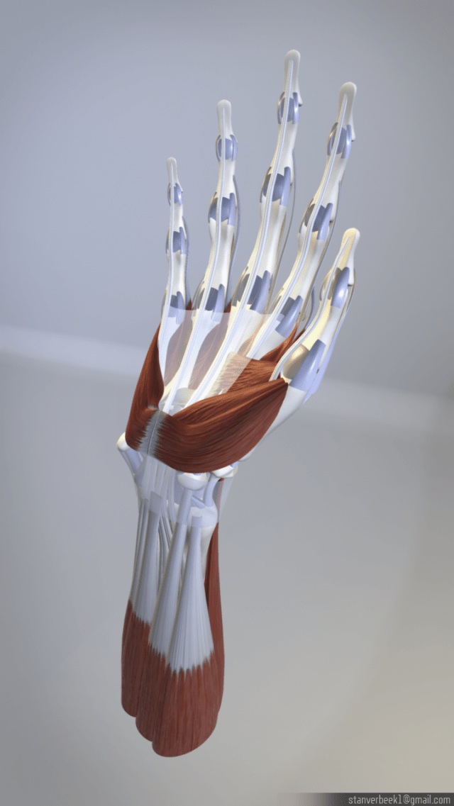 StanVerbeek_Anatomy2